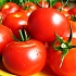 В Иркутской области выращивают помидоры-убийцы