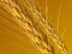 Первый миллион тонн зерна на Кубани