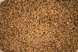 Крупное хищение зерна выявлено на Архангельском хлебокомбинате