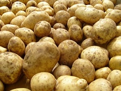 Вейонис: в Латвии не должно быть ГМ-картофеля 
