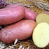 Картофель: полезные советы