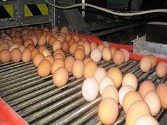 Европа не берет украинских яиц
