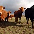 В Англию пришла новая напасть – туберкулёз крупного рогатого скота 
