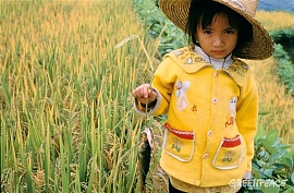 Эксперименты с золотым рисом на китайских детях