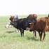 «Коровье бешенство» вернулось в США