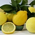Полезные и целебные свойства лимона