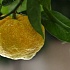 Юзу. Японский лимон