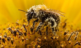 Малая численность диких пчел - серьезная угроза для урожая