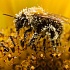 Малая численность диких пчел - серьезная угроза для урожая