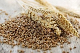 Опасная правда о зерновых
