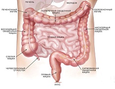 Практические рекомендации по нормализации работы желудочно-кишечного тракта