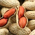 Американские ученые создали гипоаллергенный арахис