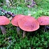 Подосиновик красно-бурый