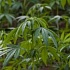 Уругвай официально будет выращивать марихуану