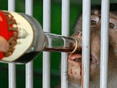 Карагандинских обезьян греют алкоголем  