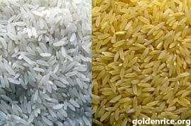 Амбициозный «золотой» рис