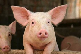 Скандал во Львове из-за публично зарезанной свиньи в ресторане