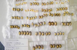 Бывший полицейский коллекционировал яйца редких птиц