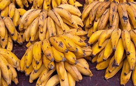 Глобальное потепление: бананы заменят картофель