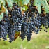 Виноград, лечебные свойства