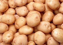 Четыре возраста картошки