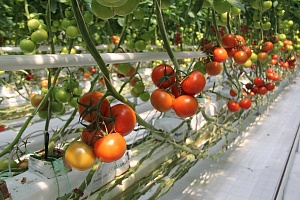 В новых теплицах агрохолдинга «ЭКО-культура» приступили к сбору урожая томатов