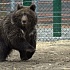 Спасенную от голода медведицу откармливают виноградом и медом