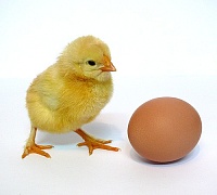Ученые выяснили, что было раньше – курица или яйцо