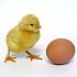 Ученые выяснили, что было раньше – курица или яйцо