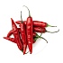 ЧИЛИ, CHILLI (ЧИЛИ, CHILI)