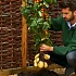 Создан коммерческий гибрид картошки с помидором