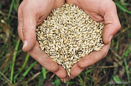 Трансгенная пшеница с экспрессией гена хитиназы ячменя обладает повышенной устойчивостью