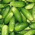 Огурец - идеальный диетический продукт 