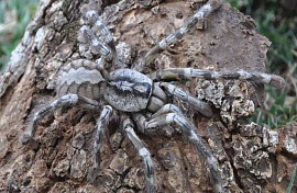 Яд тарантулы размером с человеческое лицо не опасен для людей, однако животных убивает