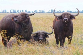 Мясной рацион россиян пополнится буйволятиной
