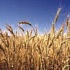 В России собрано 30 млн. тонн озимых зерновых