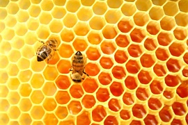 Пчелы помогают раскрыть механизмы вкуса у человека