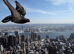 Нью-Йорк: голуби вместо мяса из супермаркета