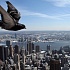 Нью-Йорк: голуби вместо мяса из супермаркета