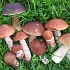 Грибы-двойники
