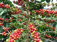 Грибок-паразит уничтожает кофейные плантации
