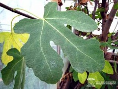 Листья инжира от язвы