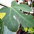 Листья инжира от язвы
