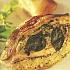 Куриные грудки с начинкой 