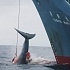 Правительство Японии официально признало отлов китов для ресторанов