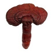10 полезных свойств грибов ганодерма лусидум