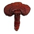 10 полезных свойств грибов ганодерма лусидум