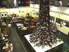 Шоколадное дерево весом более 5 тонн