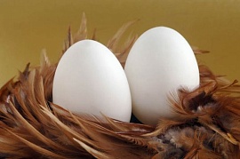 Эксперты занялись яйцами «вкрутую»