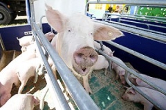 Поголовье свиней в Беларуси будет восстановлено к 2015 году